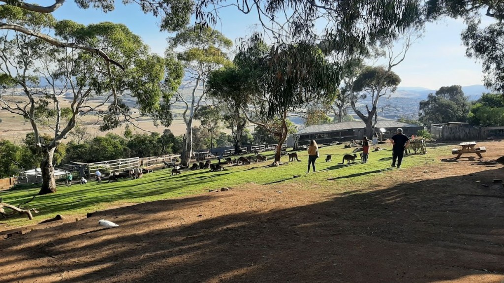 Bonorong – diabelskie&nbsp;sanktuarium