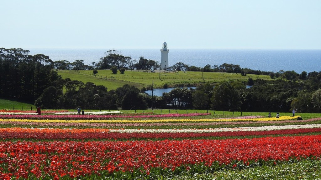 Wynyard – spontaniczna wycieczka na festiwal&nbsp;tulipanów